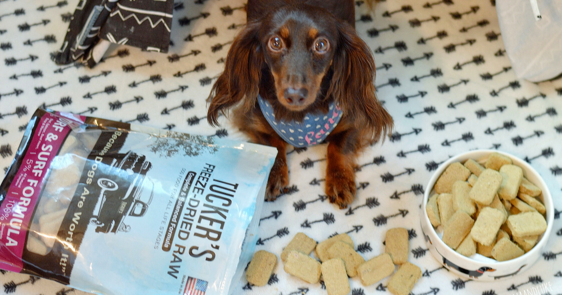 How to Feed Freeze-Dried Raw Dog Food