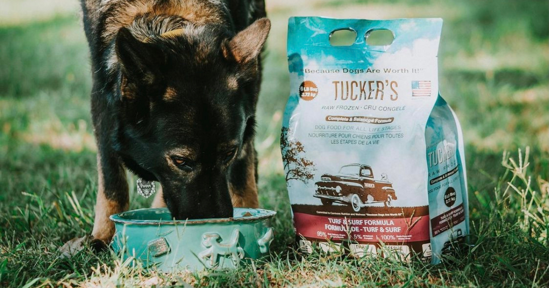 How to Feed Raw Dog Food
