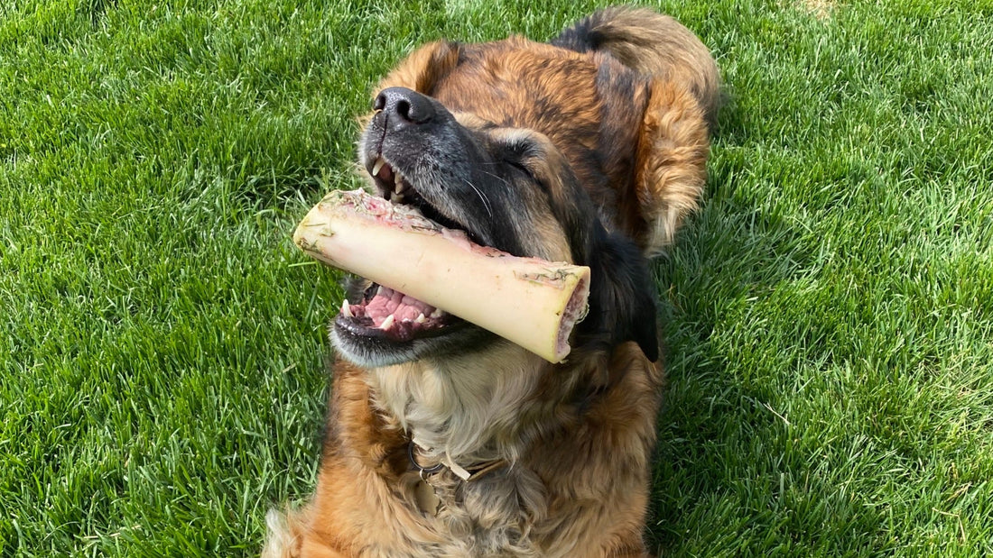Why Your Dog Needs a Bone