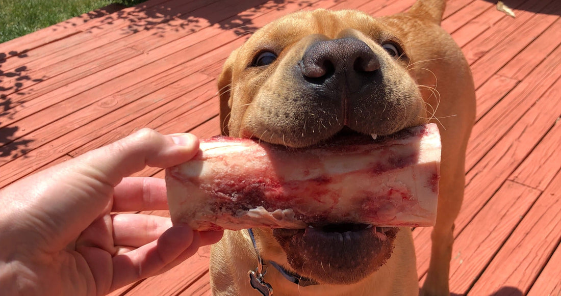 Are Bones Safe for Dogs? Here Are 5 Safety Tips to Know