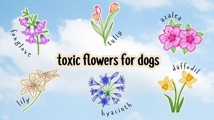 Common Garden and Bouquet Plants That Can Be Toxic to Your Dog