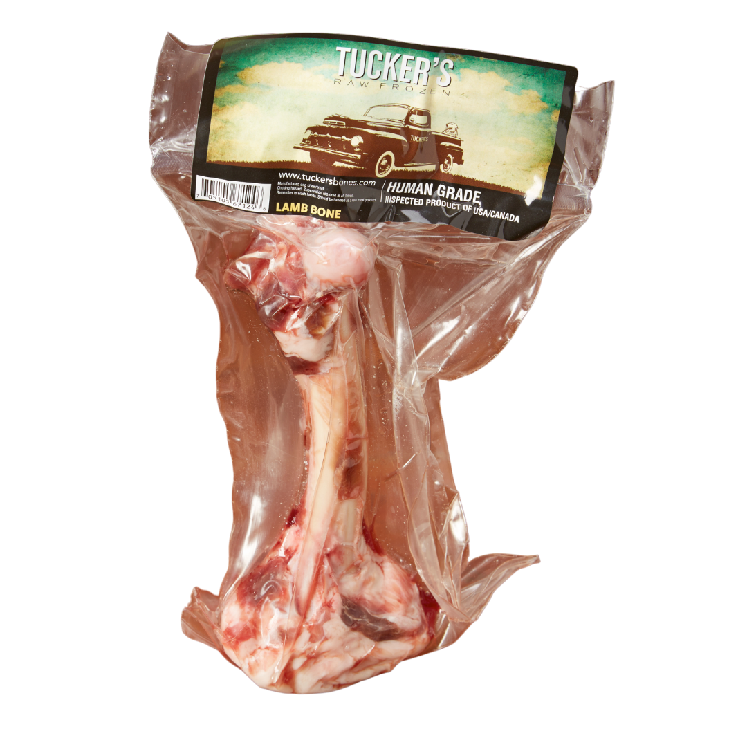 Lamb Bone - Femur